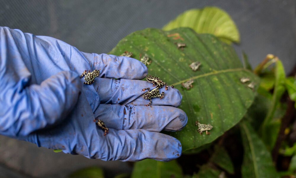 reintroducción rana arlequín hocicuda Ecuador — Se realiza una visita de monitoreo en Los Yaltes tras la liberación de ranas arlequín hocicuda, un esfuerzo por salvar especies en Ecuador. Foto de: Steven Guevara S./Centro Jambatu de Investigación y Conservación de Anfibios