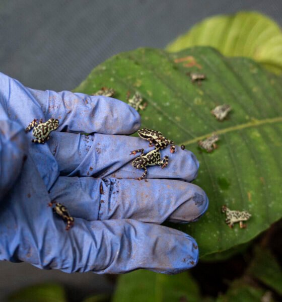 reintroducción rana arlequín hocicuda Ecuador — Se realiza una visita de monitoreo en Los Yaltes tras la liberación de ranas arlequín hocicuda, un esfuerzo por salvar especies en Ecuador. Foto de: Steven Guevara S./Centro Jambatu de Investigación y Conservación de Anfibios