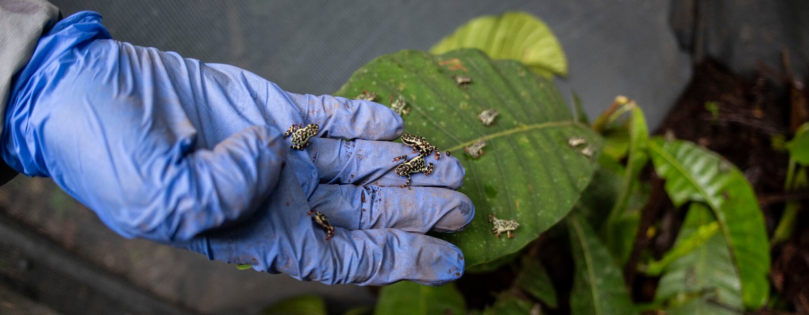 reintroducción rana arlequín hocicuda Ecuador — Se realiza una visita de monitoreo en Los Yaltes tras la liberación de ranas arlequín hocicuda, un esfuerzo por salvar especies en Ecuador. Foto de: Steven Guevara S./Centro Jambatu de Investigación y Conservación de Anfibios