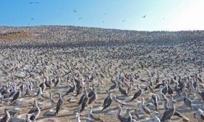 lobos marinos — Miles de aves guaneras se congregan en las costas peruanas ante la crisis alimentaria causada por el fenómeno de El Niño. Foto de: Mongabay Perú