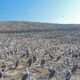 lobos marinos — Miles de aves guaneras se congregan en las costas peruanas ante la crisis alimentaria causada por el fenómeno de El Niño. Foto de: Mongabay Perú