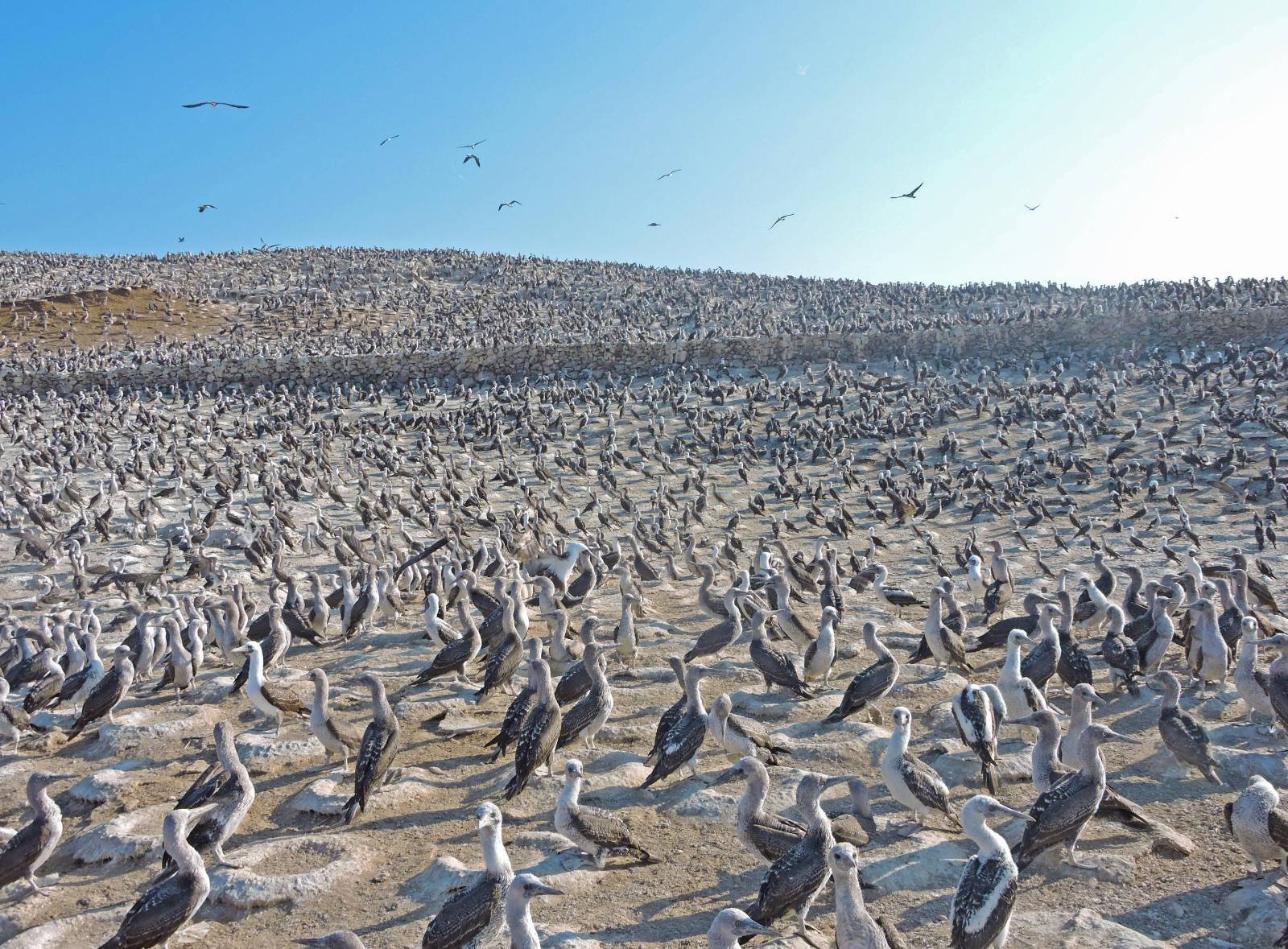 lobos marinos — Miles de aves guaneras se congregan en las costas peruanas ante la crisis alimentaria causada por el fenómeno de El Niño. Foto de: Mongabay Perú
