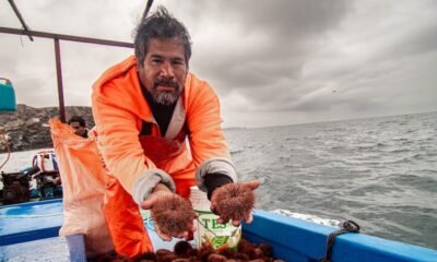 erizo rojo — Pescadores en el puerto de Matarani trabajan con erizos rojos bajo condiciones climáticas adversas. Foto de: Roberth Orihuela