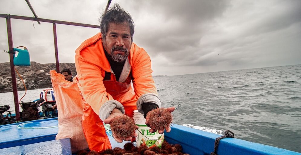 erizo rojo — Pescadores en el puerto de Matarani trabajan con erizos rojos bajo condiciones climáticas adversas. Foto de: Roberth Orihuela