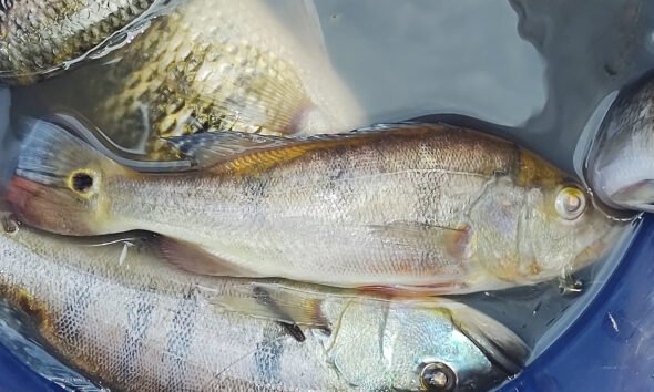 contaminación mercurio amazonía — Peces en un contenedor de agua, cuya población se ve amenazada por la contaminación por mercurio en los ríos de la Amazonía. Foto de: Alma Ríos