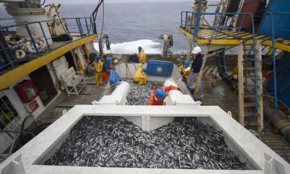 primer semestre — Pescadores procesan una gran cantidad de productos del mar en una embarcación, reflejando la actividad del sector pesquero en la economía peruana. Foto de: Perú21