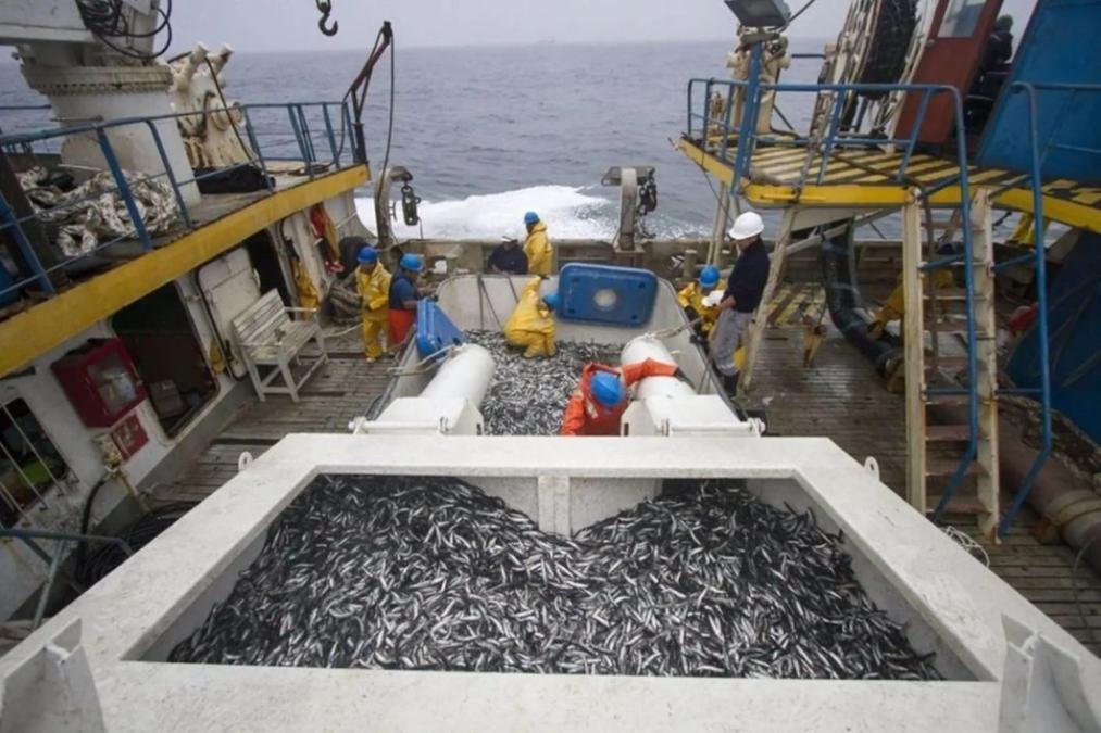 primer semestre — Pescadores procesan una gran cantidad de productos del mar en una embarcación, reflejando la actividad del sector pesquero en la economía peruana. Foto de: Perú21