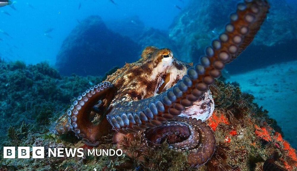 batalla legal — Un pulpo en el fondo marino, especie cuya explotación comercial masiva en España fue frenada por protestas ciudadanas. Foto de: Getty Images