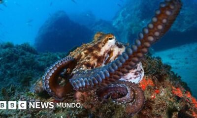 batalla legal — Un pulpo en el fondo marino, especie cuya explotación comercial masiva en España fue frenada por protestas ciudadanas. Foto de: Getty Images