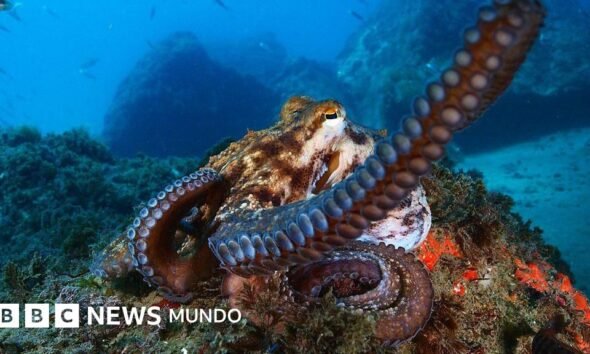 batalla legal — Un pulpo en el fondo marino, especie cuya explotación comercial masiva en España fue frenada por protestas ciudadanas. Foto de: Getty Images