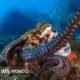 batalla legal — Un pulpo en el fondo marino, especie cuya explotación comercial masiva en España fue frenada por protestas ciudadanas. Foto de: Getty Images