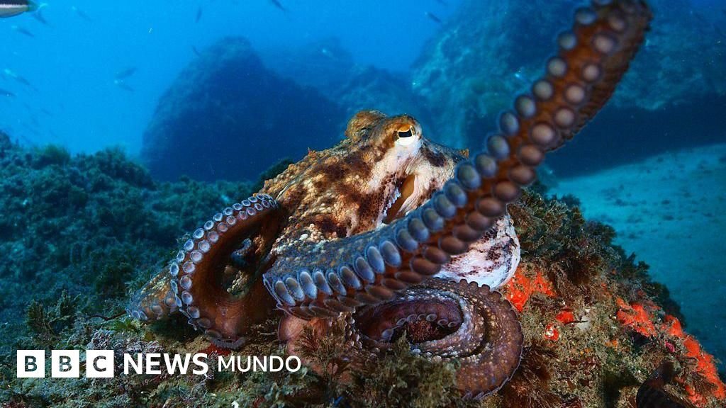batalla legal — Un pulpo en el fondo marino, especie cuya explotación comercial masiva en España fue frenada por protestas ciudadanas. Foto de: Getty Images