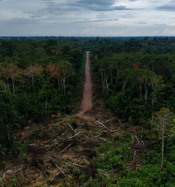 comunidad cacataibo Santa Martha — Una vía de acceso atraviesa la selva densa en la zona de Santa Martha, afectada por el recorte territorial y el narcotráfico. Foto de: Santiago Romaní
