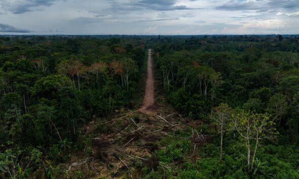 comunidad cacataibo Santa Martha — Una vía de acceso atraviesa la selva densa en la zona de Santa Martha, afectada por el recorte territorial y el narcotráfico. Foto de: Santiago Romaní