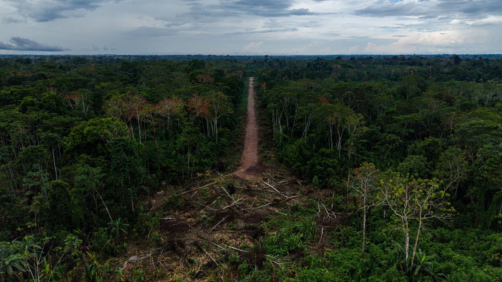 comunidad cacataibo Santa Martha — Una vía de acceso atraviesa la selva densa en la zona de Santa Martha, afectada por el recorte territorial y el narcotráfico. Foto de: Santiago Romaní