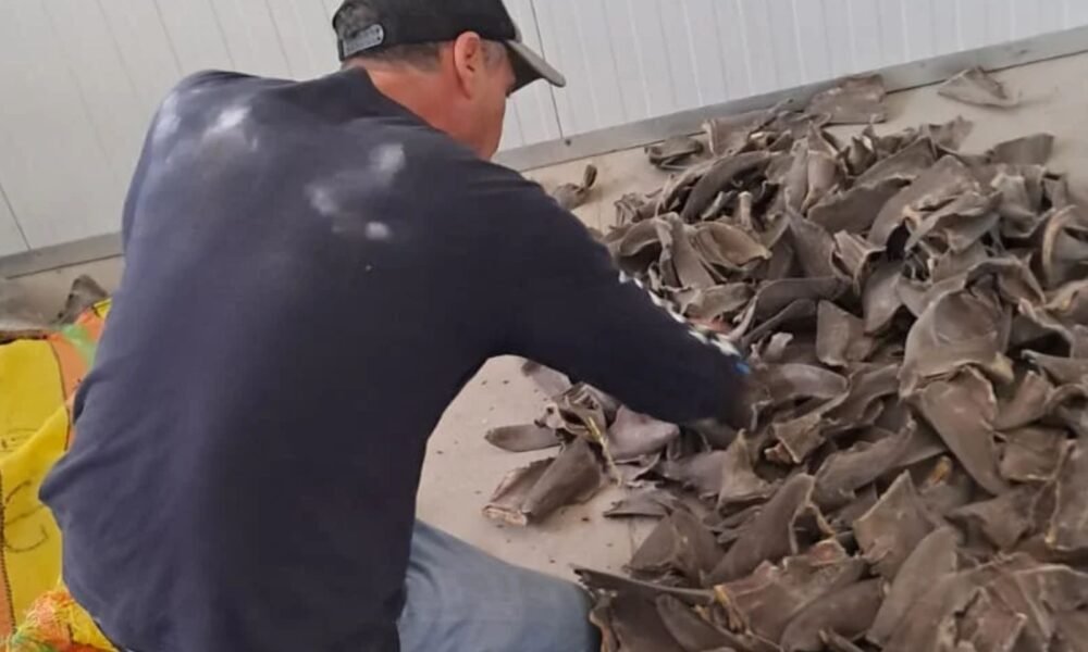 tráfico ilegal — Autoridades peruanas incautan toneladas de aletas de tiburón en los almacenes de la empresa Lamarqocha Inversiones S.A.C. Foto de: Mongabay Latam