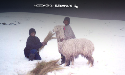 Dos personas con vestimenta de abrigo interactúan con una alpaca en una zona nevada de la sierra peruana. Foto de: ELTIEMPO.PE